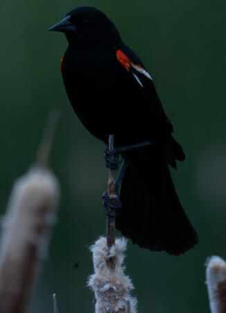 Red Winged Black Bird
