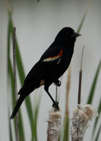 Red winged Black Bird