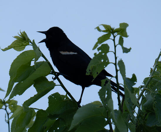 Male Blackbird