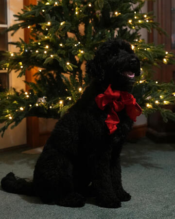 Whitney Christmas 2023