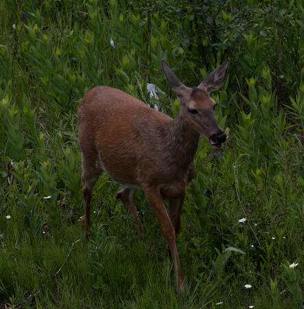 Deer with Toungue out his Mouth